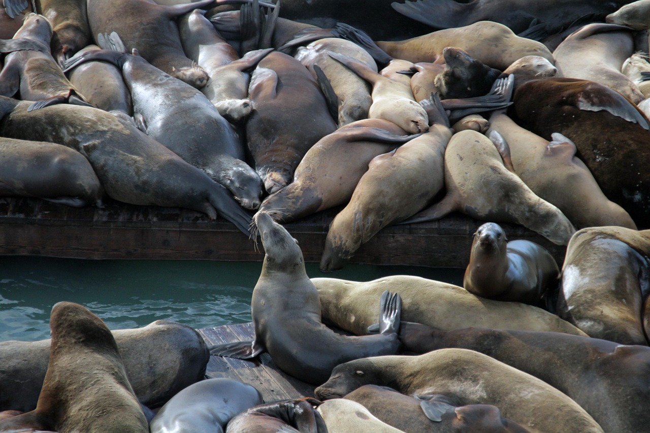 百达外国平台音乐小样购买平台