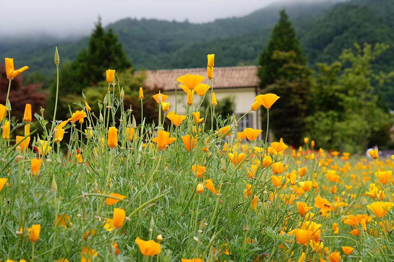 syn攻击|龙湾注册代理会计哪家好