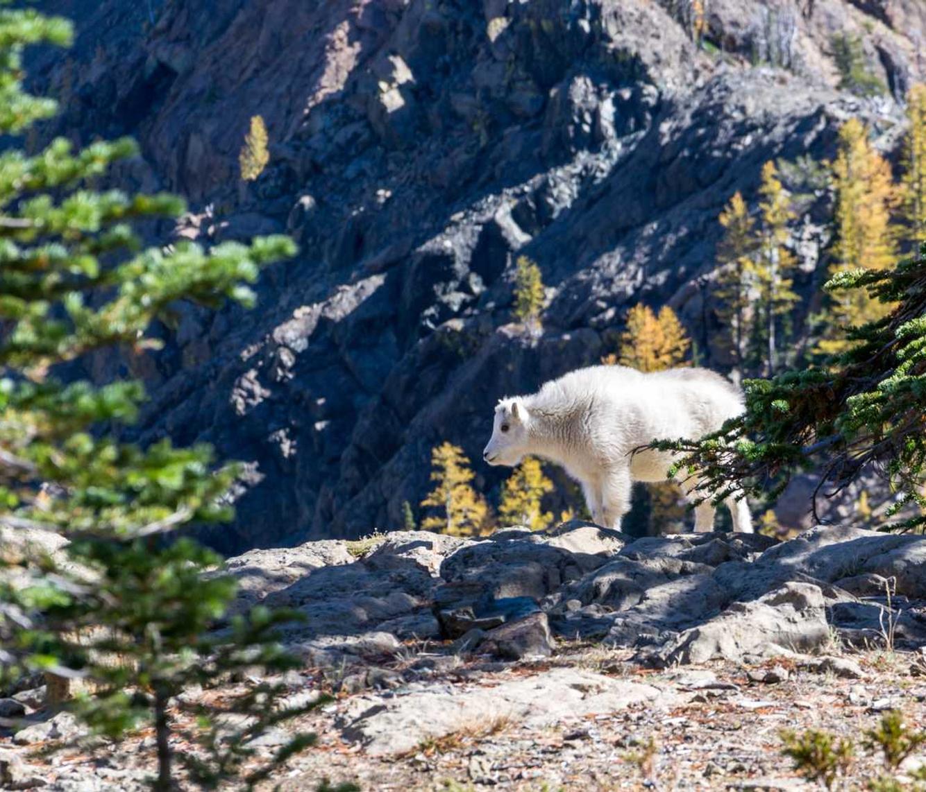 日税香草魔鬼：涵江区商标代理注册机构